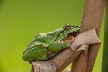 Male of European tree frog (Hyla arborea) sitting on dry cattail leaf waiting for females during breeding season. Wildlife macro take with green beige contrast