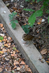 Song Thrush (Turdus philomelos) sits on the gray verge in a park