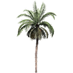 Date Palm Tree - Isolated Front View