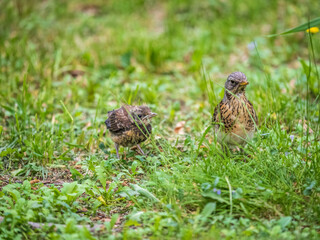 Thrush fieldfare, Turdus pylaris, feeds the chick with earthworms on the ground. An adult chick left the nest but his parents continue to take care of him.
