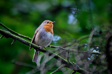 Rotkehlchen ( Erithacus rubecula ).