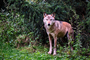 Europäischer Wolf ( Canis lupus ).