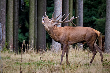 Rothirsch ( Cervus elaphus ). © Michael