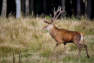 Rothirsch ( Cervus elaphus ).