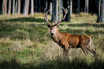 Rothirsch ( Cervus elaphus ).
