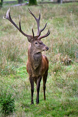 Rothirsch ( Cervus elaphus ).