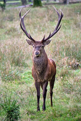 Rothirsch ( Cervus elaphus ).