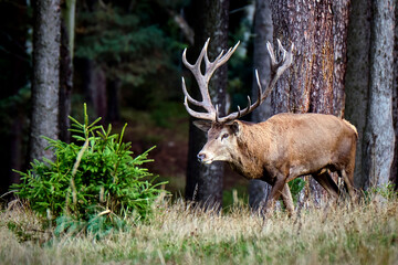 Rothirsch ( Cervus elaphus ).