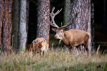 Rothirsch ( Cervus elaphus ).