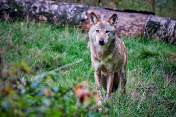 Fototapeta premium Europäischer Wolf ( Canis lupus ).