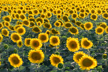 Beautiful sunflowers in the field natural background, Sunflower blooming