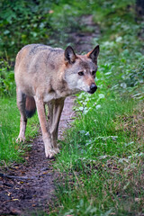 Europäischer Wolf ( Canis lupus ).