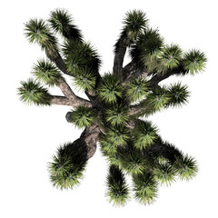 Joshua Tree - Top View