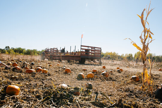 Tractor Ride In A Pumpkin Patch