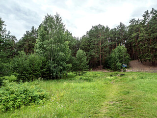 Fototapeta na wymiar green clean large forest clearing in summer