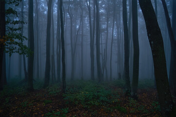 Gloomy twilight forest. Cold fog in the beech Carpathian forest. Creepy atmosphere of a foggy night...