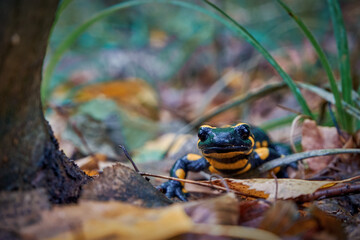 Fire salamander close-up in a twilight autumn forest. Rare animal in the Carpathian forest - obrazy, fototapety, plakaty