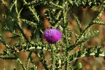 Milk thistle grows in a forest clearing.