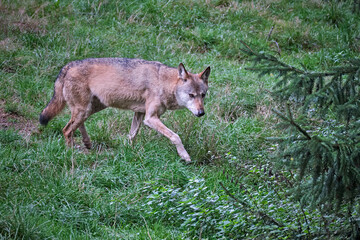 Europäischer Wolf ( Canis lupus ).