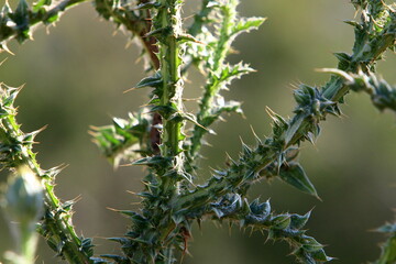 Milk thistle grows in a forest clearing.