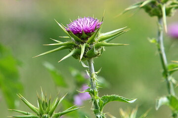 Milk thistle grows in a forest clearing.