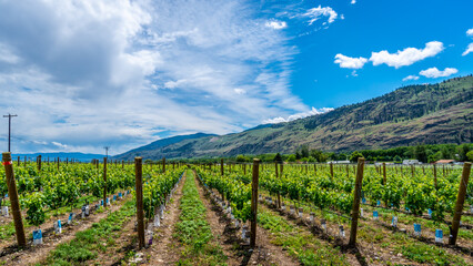 Fototapeta na wymiar Rows on Vines in the Vineyards of Canada's Wine Region in the Okanagen Valley between the towns of Oliver and Osoyoos, British Columbia, Canada