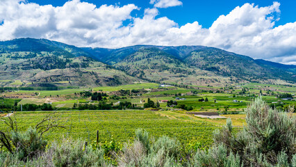 Fields and Vineyards in Canada's Wine Region of Oliver, British Columbia, Canada - obrazy, fototapety, plakaty