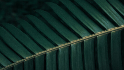 Close up of palm leaf in dark tone. Greenery foliage backdrop. Tropical forest background.