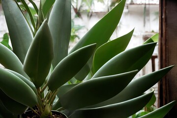Zamioculcas Zamiifolia ZZ plant in potted plant, Homes Gardens, Tropical, Bangkok, Thailand. High quality illustration