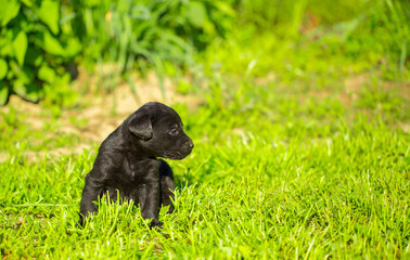 Young dogs of breed labrador close up. Labrador puppy, beautiful little dogs running around the green grass. Mowed lawn. Copy space for text, long banner.The concept of childhood friendship and games