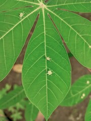 Cassava leaf pattern