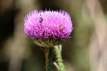 Milk thistle grows in a forest clearing.