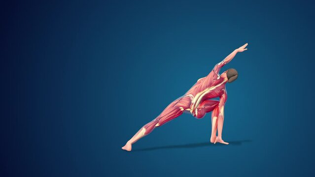 3D human Utthita Parsvakonasana or Extended Side Angle yoga pose on blue background , loopable