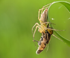 Spider hunting fly