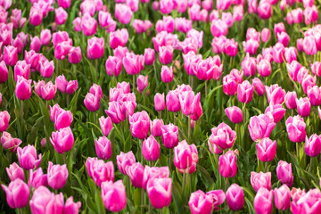 Blooming tulips. Spring floral background. Field of bright beautiful tulips close-up. Colorful tulips at the Holland Flower Festival. long banner