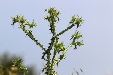 Milk thistle grows in a forest clearing.