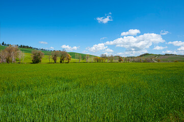 Green hills of Tuscany