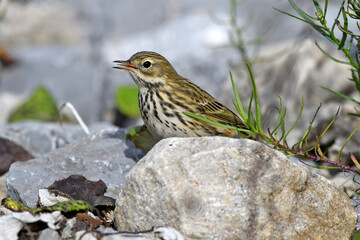 Meadow Pipit // Wiesenpieper (Anthus pratensis)