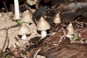 mushrooms in the forest
