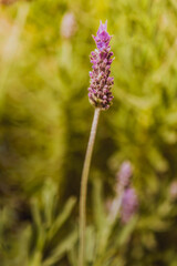 Blooming lavender in spring in the garden, selective focus