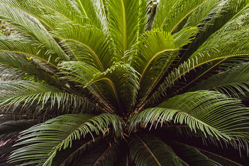 Sago palm leaves (Cycas revoluta). Green pattern, abstract tropical background