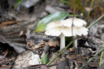 mushroom in the forest