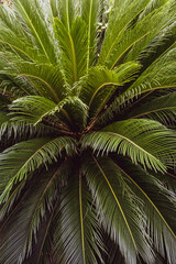 Sago palm leaves (Cycas revoluta). Green pattern, abstract tropical background