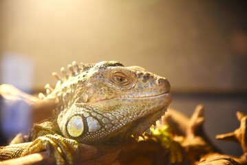 close up of a iguana