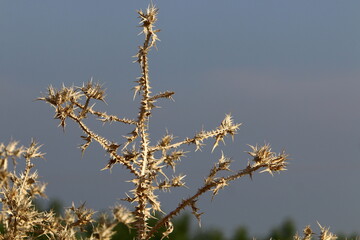 Milk thistle grows in a forest clearing.
