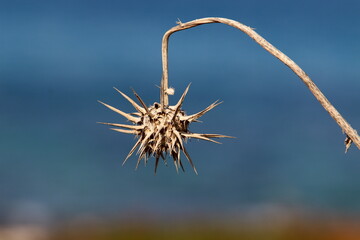 Milk thistle grows in a forest clearing.