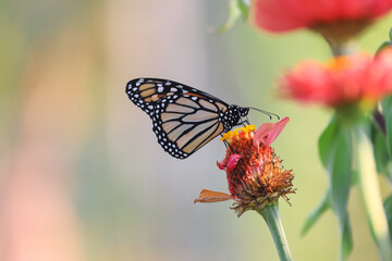 Monarch butterfly on a daisy flower collecting pollen