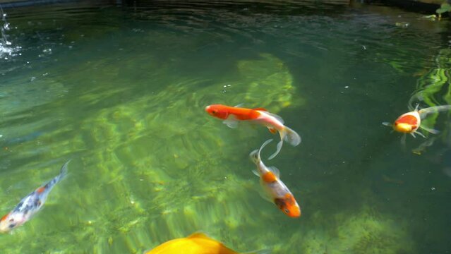 Colourful goldfish swimming in pond 3