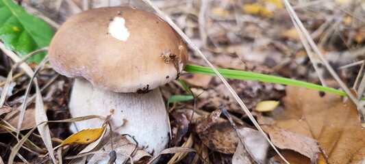 mushroom in the grass © Magdalena