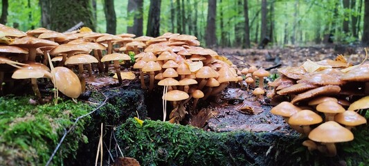 mushrooms in the woods © Magdalena